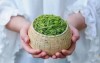 Natural Green Tea